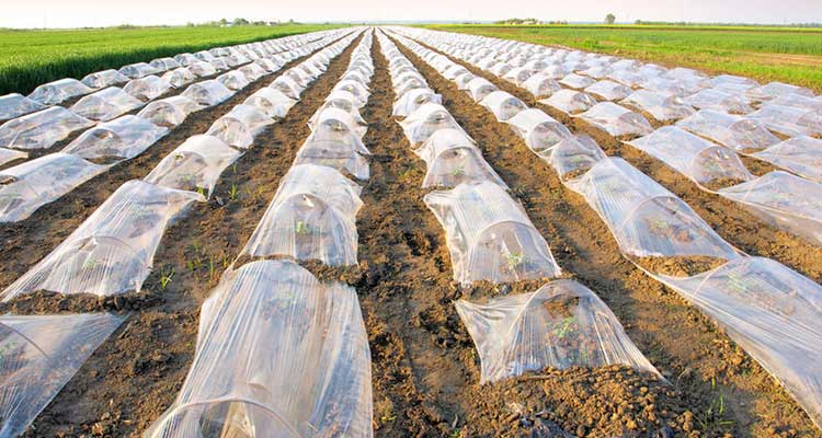 مالچ یا پلاستیک کشاورزی پوشش دهی ارمغان قطره