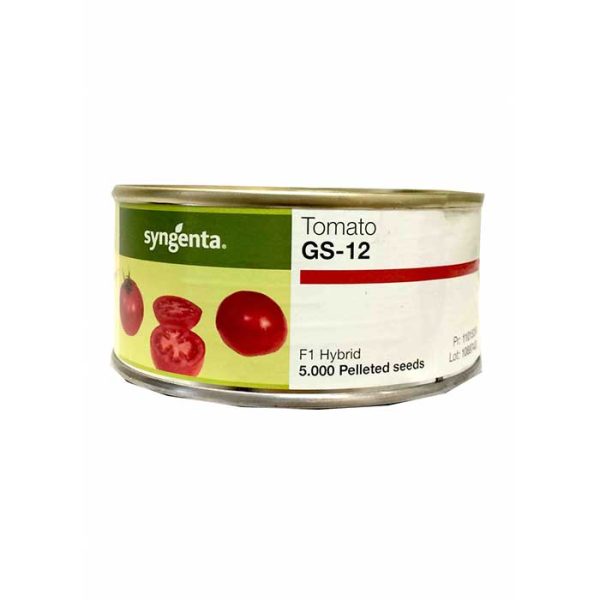 بذر گوجه فرنگی هیبرید جی اس 12 سینجنتا