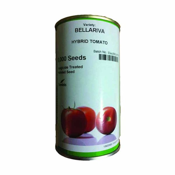 بذر گوجه هیبرید بلاریوا سمینیس
