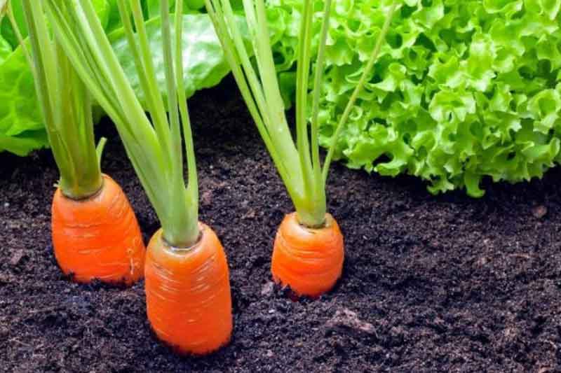 کاشت هویج در باغچه