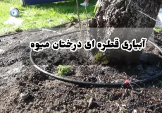 آبیاری قطره ای درختان میوه