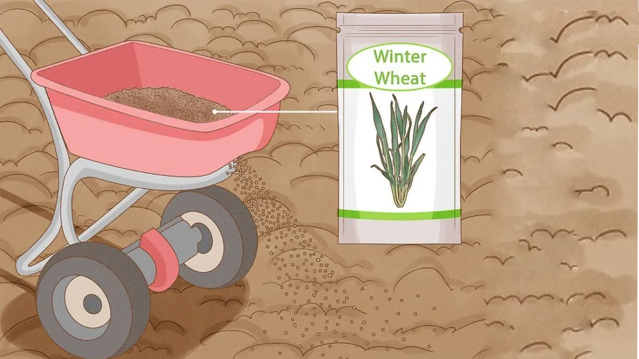 دانه گندم را چگونه بکاریم