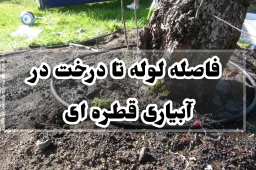 فاصله لوله تا درخت در آبیاری قطره ای
