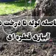 فاصله لوله تا درخت در آبیاری قطره ای