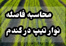 فاصله نوار تیپ در گندم