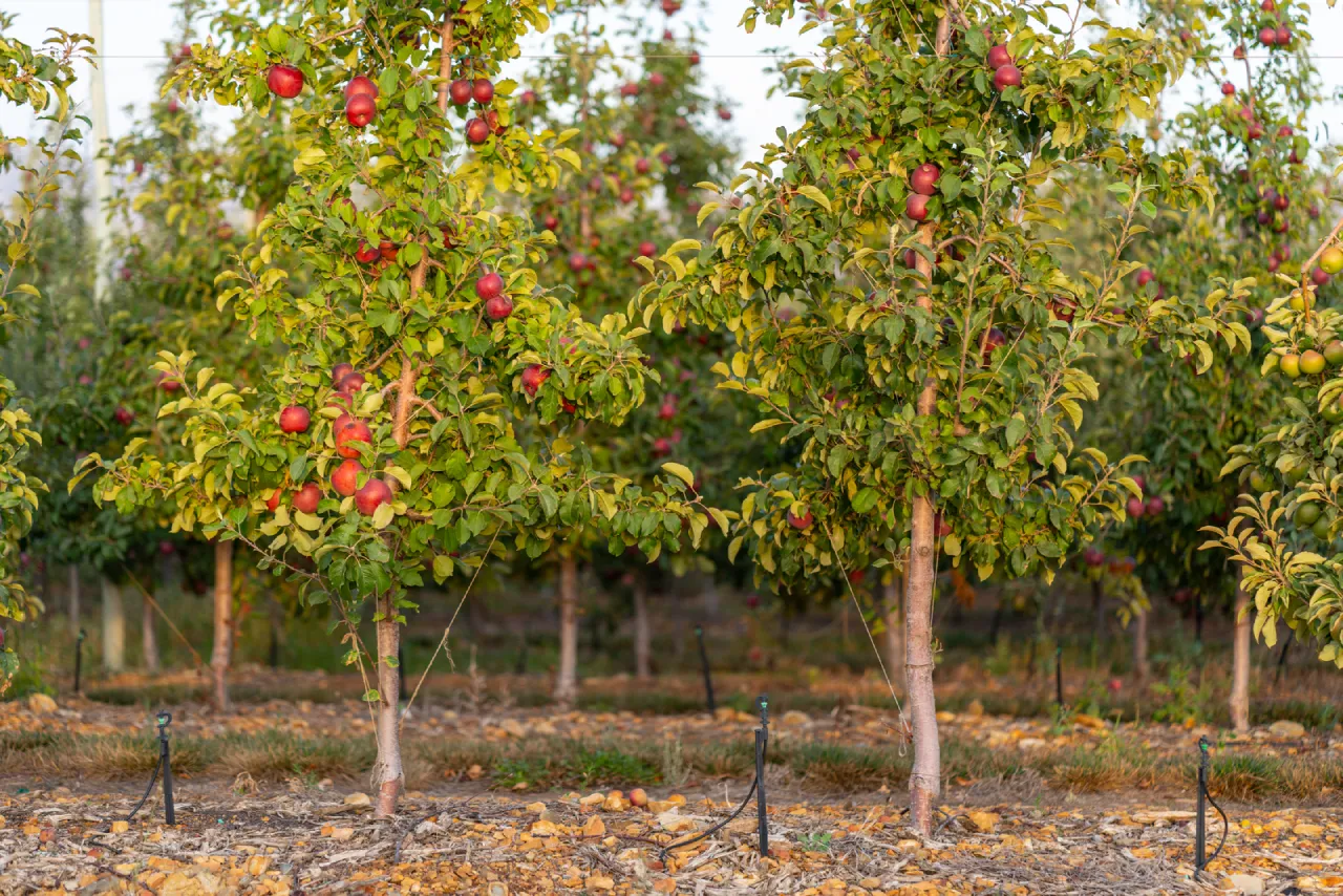 محاسبه هزینه آبیاری قطره ای درختان میوه