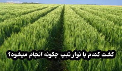 کشت گندم با نوار تیپ