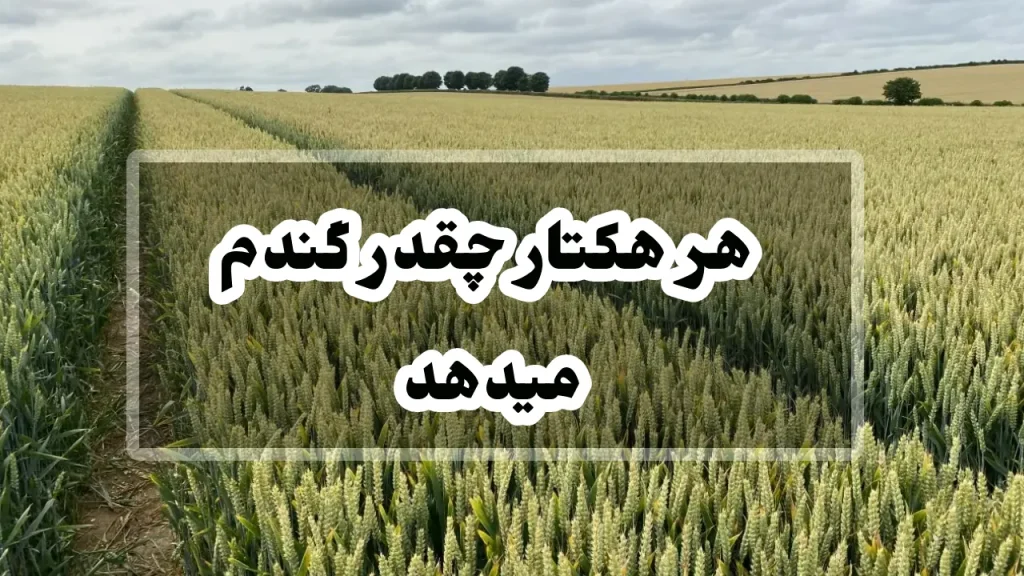 هر هکتار چقدر گندم میدهد