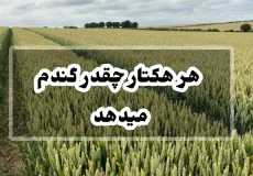 هر هکتار چقدر گندم میدهد