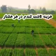 هزینه کاشت گندم در هر هکتار
