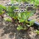 کشت چغندر با نوار تیپ