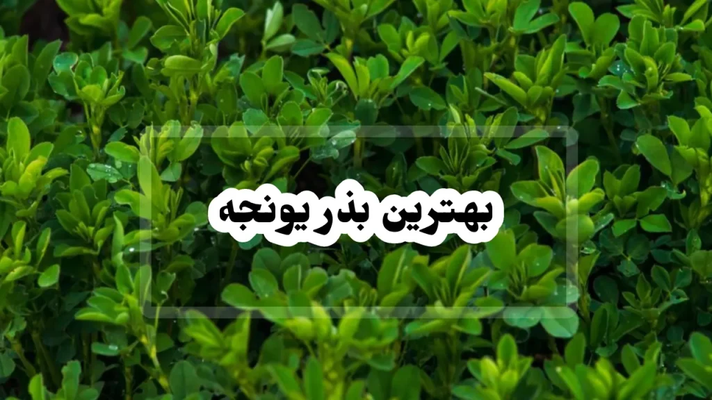 بهترین بذر یونجه