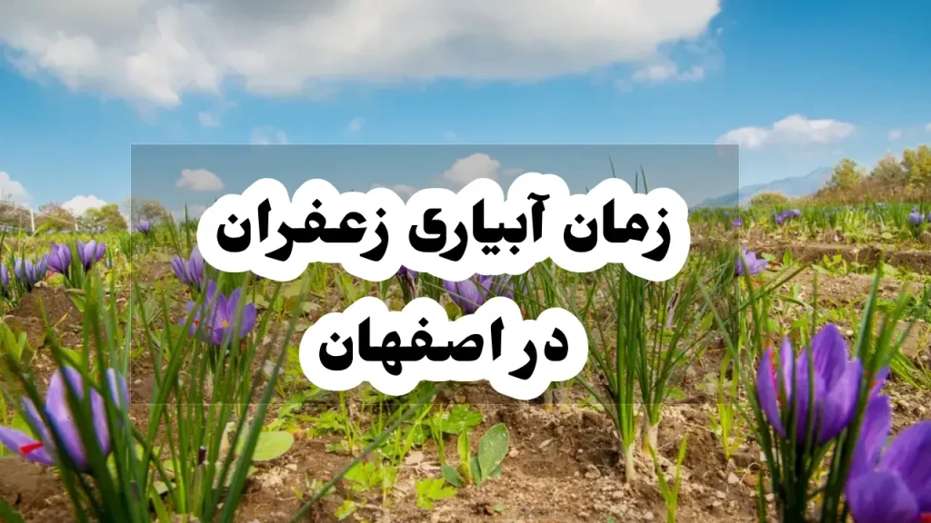 زمان ابیاری زعفران در اصفهان