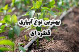 بهترین نوع آبیاری قطره ای