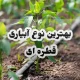 بهترین نوع آبیاری قطره ای