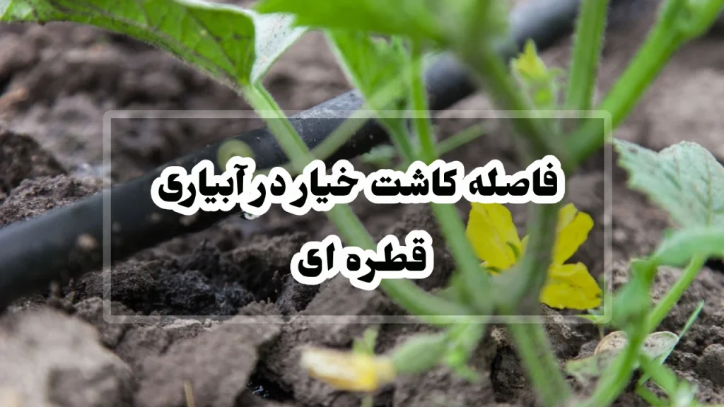 فاصله کاشت خیار در آبیاری قطره ای