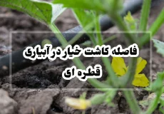 فاصله کاشت خیار در آبیاری قطره ای