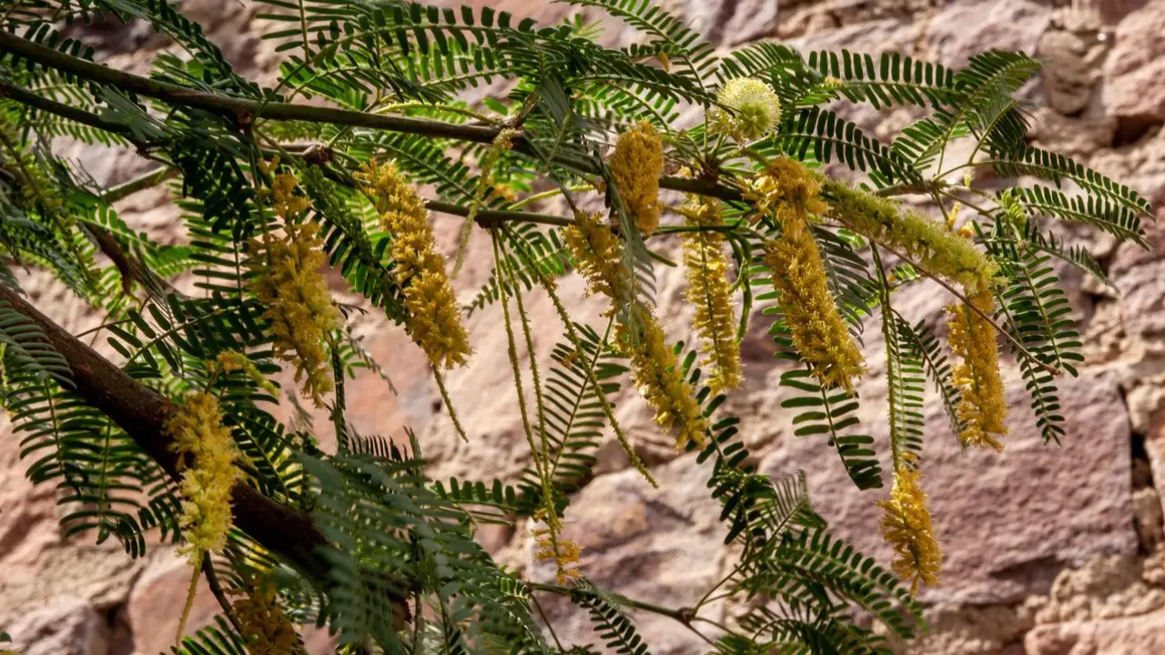 Prosopis cineraria): Image of درخت کهور