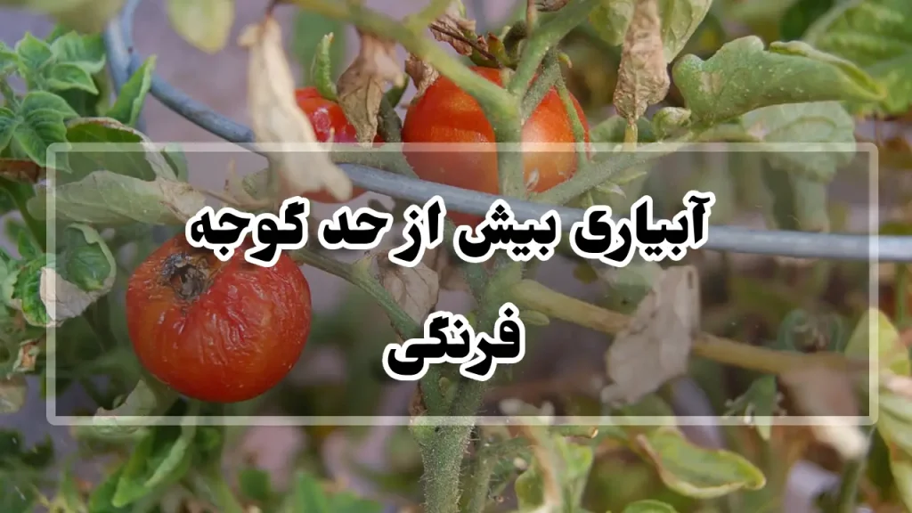 آبیاری بیش از حد گوجه فرنگی