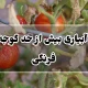 آبیاری بیش از حد گوجه فرنگی