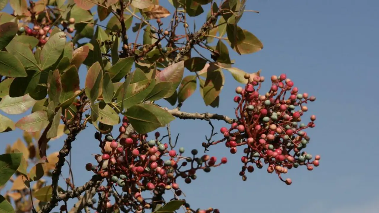 درخت بنه‌ (Pistacia atlantica)