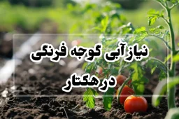 نیاز آبی گوجه فرنگی در هکتار