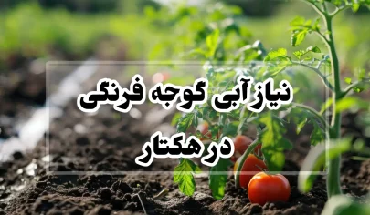 نیاز آبی گوجه فرنگی در هکتار