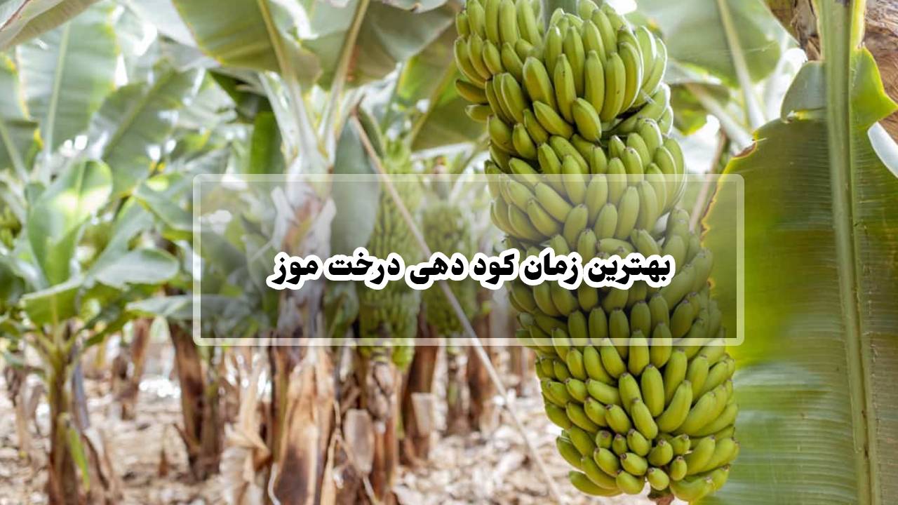 بهترین زمان کود دهی درخت موز