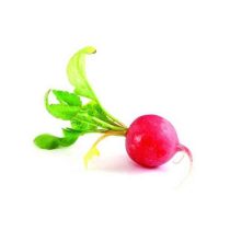 بذر تربچه نقلی GSN فرانسه قوطی 500 گرمی پاکان بذر اصفهان