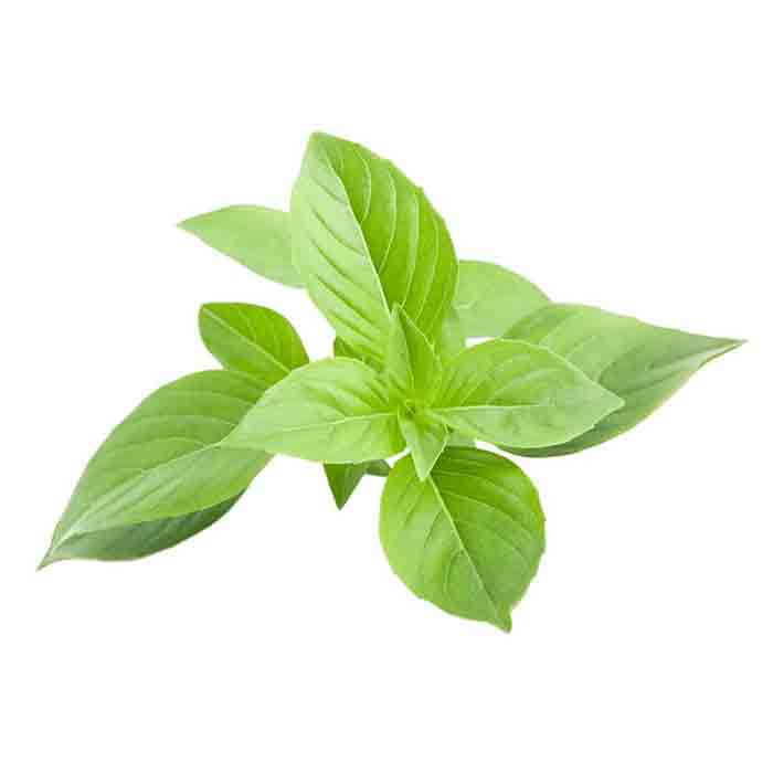 بذر ریحان سبز اردستانی پاکان بذر اصفهان 1 بذر ریحان سبز اردستانی پاکان بذر اصفهان