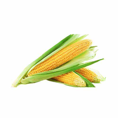 بذر-ذرت-شیرین-چیس-سمینیس بذر ذرت شیرین چیس سمینیس