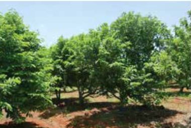 آبیاری زیر سطحی در باغات میوه