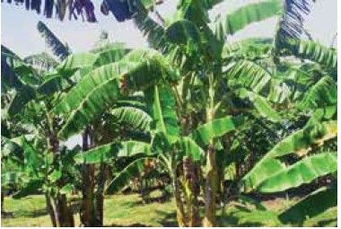 آبیاری زیر سطحی مناطق دارای تبخیر بالا