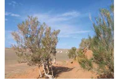 آبیاری زیر سطحی مناطق دارای محدودیت شدید آبی