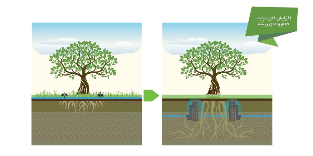 افزایش قابل توجه عمق ریشه