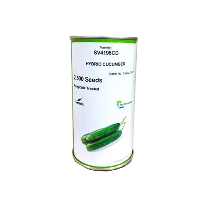 بذر خیار هیبرید SV 4196CD سمینیس 1 خیار هیبرید سمینیس قیمت مناسب