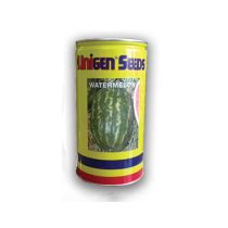 بذر هندوانه شرکت یونی ژن سیدز