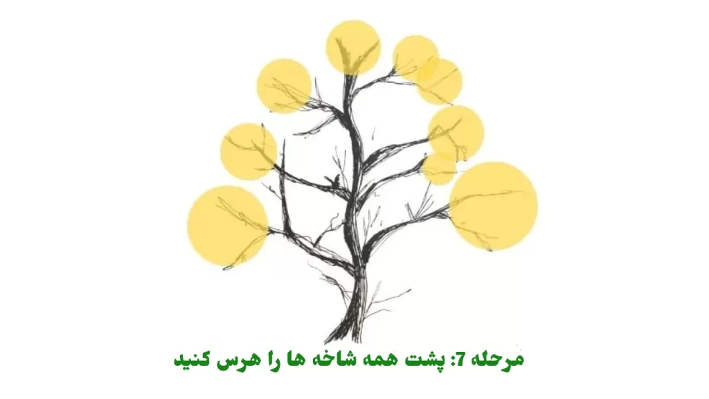 مرحله 7 پشت همه شاخه ها را هرس کنید