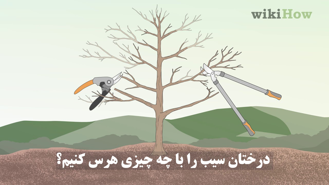 لوازم مورد نیاز برای هرس کردن درخت سیب