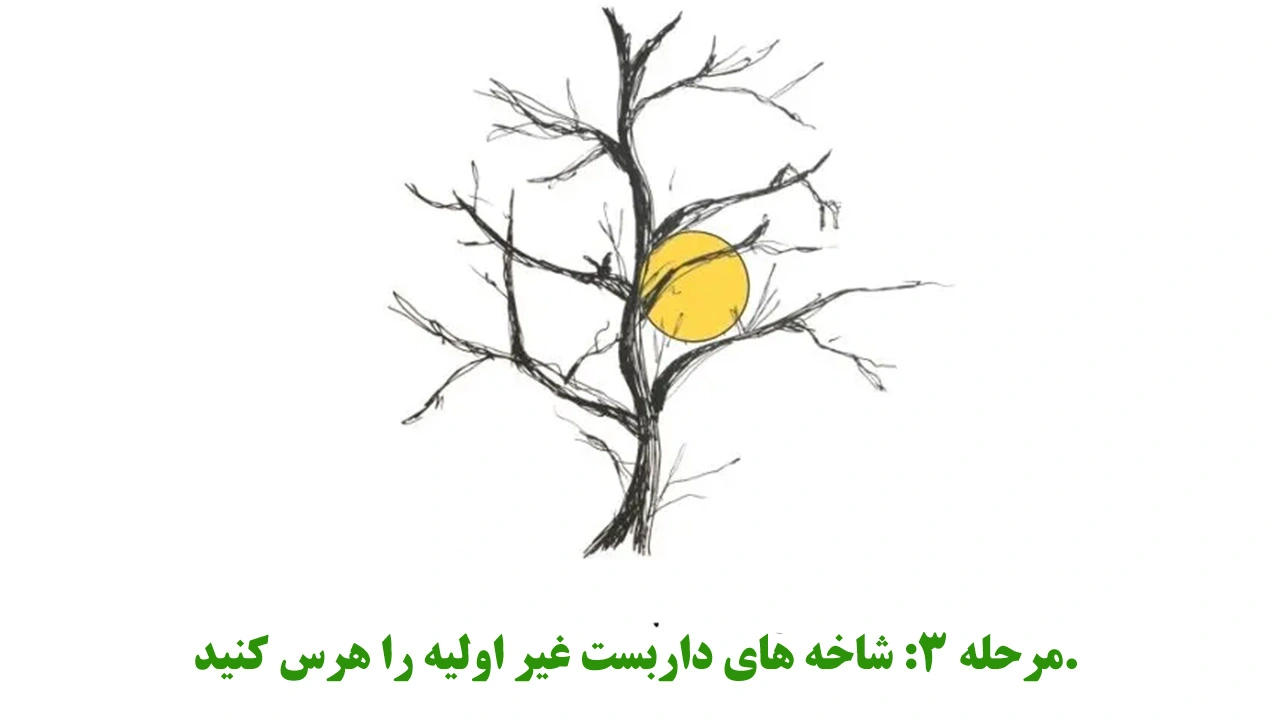 شاخه غیر ضروری درخت سیب را هرس کنید