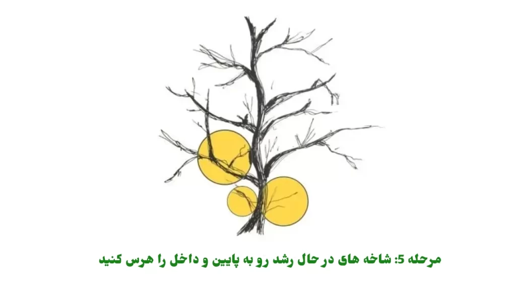 مرحله 5 شاخه های در حال رشد رو به پایین و داخل را هرس کنید