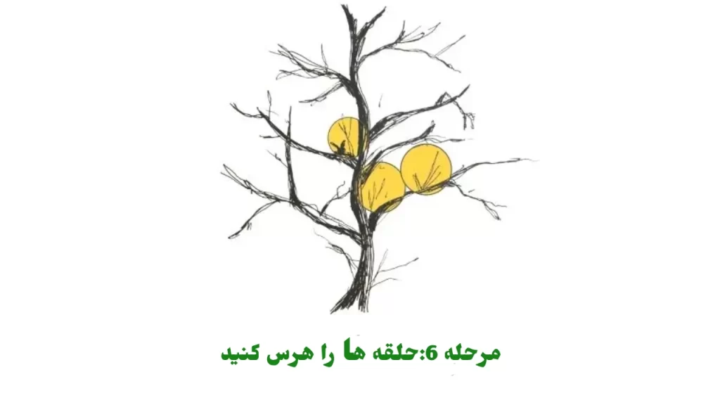 مرحله 6حلقه ها را هرس کنید