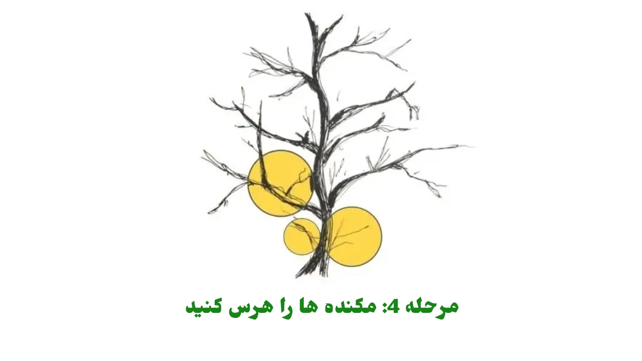 مرحله 4 مکنده ها را هرس کنید​ برای درخت سیب