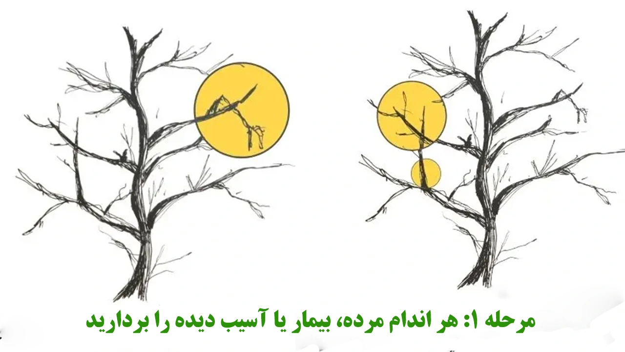 تمیز کردن درخت سیب