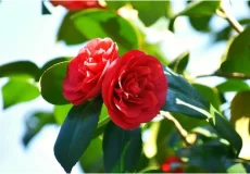 10 نکته برای شکوفه های زیبای کاملیا در فصل پاییز