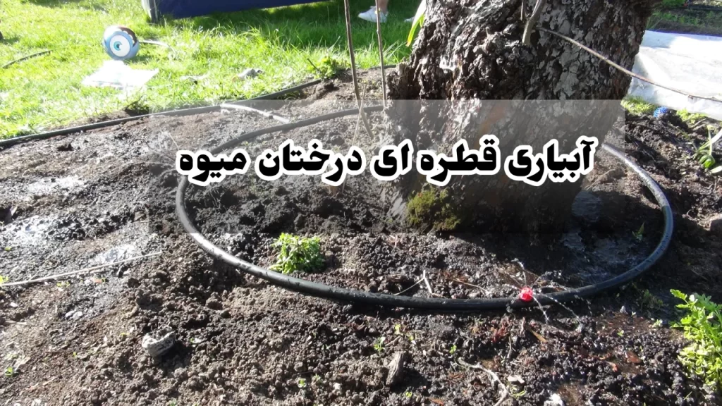 آبیاری قطره ای درختان میوه