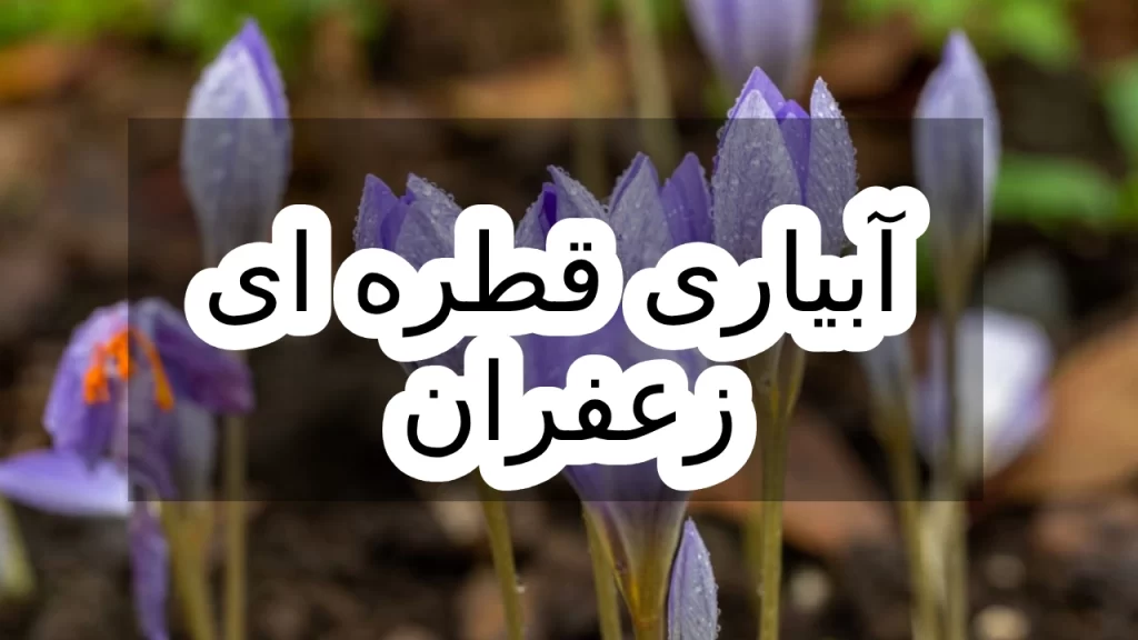 آبیاری قطره ای زعفران 1 آبیاری قطره ای زعفران