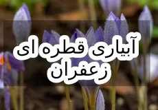 آبیاری قطره ای زعفران