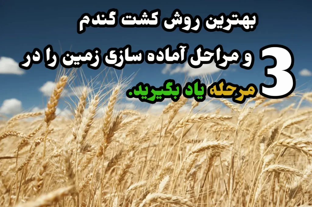 کشت گندم