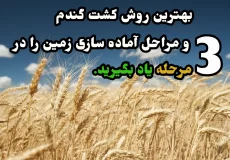 کشت گندم
